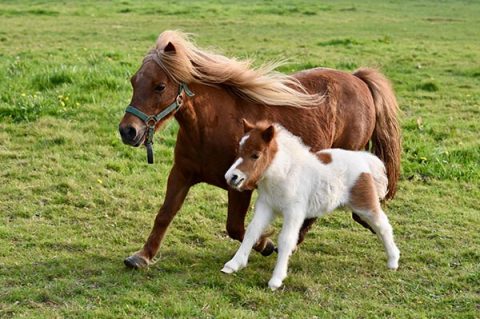 Breed Standard - Shetland Pony Stud Book Society