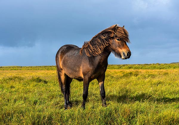 Contact - Shetland Pony Stud Book Society